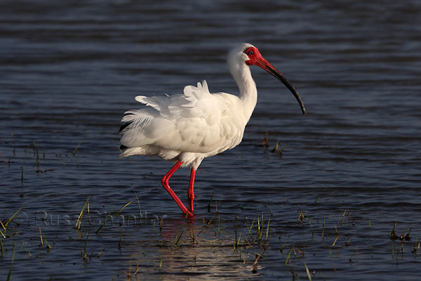 White Ibis © Russ Chantler